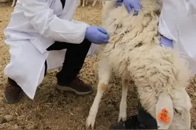 养羊掌握“万能”驱虫方法，羊的寄生虫一扫而光图片