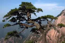 俗话说：五树进宅，人穷家败，五树是哪5种树，为何不能随便栽？图片