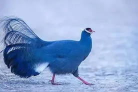 野鸡不一定很丑，这里有最漂亮的山鸡图片