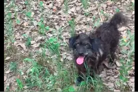 外卖员送餐途中，偶遇只流浪狗叼着孩子求助，他的决定让人敬佩图片