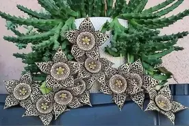 世界之大无奇不有，很多我们没有见过的奇花异草图片