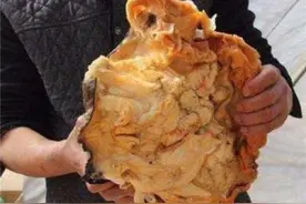 有哪些“违背生命规律”的生物？听说过，跳出三界外的“太岁”吗图片