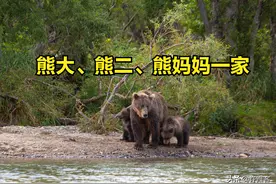 渔民冒险拯救两个熊孩子熊大熊二，熊妈妈举动让大家大吃一惊图片