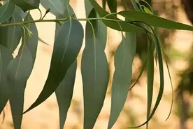 桉树五年能长到20米，却被称为“缺德树”，我国为何还大量种植？图片