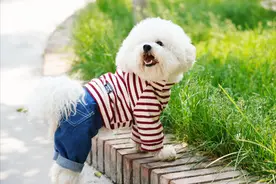 注意！最新的“禁养犬名单”出来了，小心违法图片