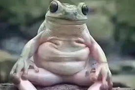 短故事：蛤蟆娶公主图片