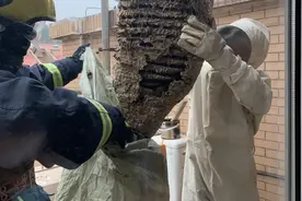 过去山中常见的马蜂，为何如今数量断崖式下降？原来入了人类的口图片