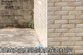 蜜蜂飞来家里面是什么征兆？图片