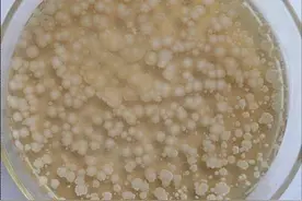 微生物类明星杀菌剂——枯草芽孢杆菌图片