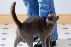 猫咪一旦把你当“亲人”，这些行为很明显图片