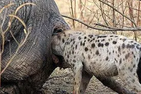 为什么水牛被斑鬣狗掏肛时会一动不动？知道真相后忍不住心疼水牛图片