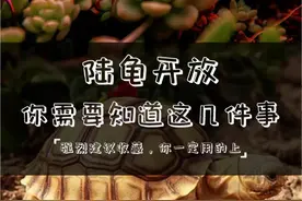 陆龟即将开放了，你需要知道什么？图片