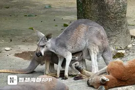 福州动物园又“上新”啦！除了“狗圣、嘎嘎”，袋鼠们的名字等你来起图片