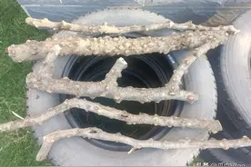 初盘 花椒木图片