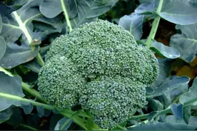 西蓝花种子被日本垄断，2毛一粒还断供，我国如何解决卡脖子难题图片