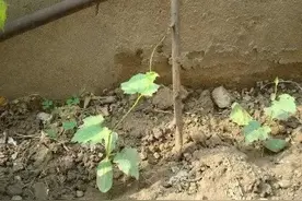 庭院、荒废地种植丝瓜的时间及管理措施图片