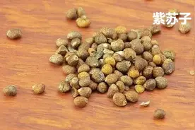 每天学习一味中药——紫苏子图片