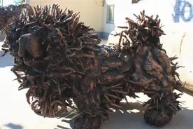 养殖户花500万订制藏獒根雕，长4米重达3吨，如今“烂”成废柴图片