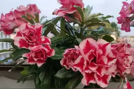 刚买的沙漠玫瑰容易烂？教你2招，种上就开花，根系长满盆图片