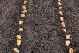 玉米播种前如何准备种子，使用种衣剂有哪些好处？图片