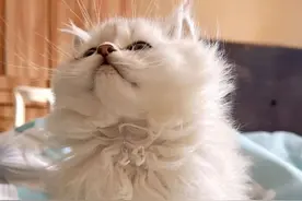 让男友帮忙照顾猫，结果猫“秃”了，仔细一看…还我乳贴图片