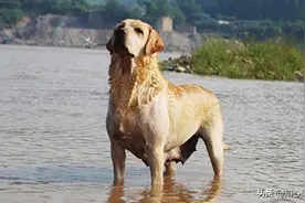 09年四川男子捡一流浪黄狗，带回家后异常听话，结果是只搜救犬图片