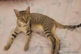 狸花猫因太瘦，做绝育时下刀才发现它竟怀孕了，幸好结局温暖图片