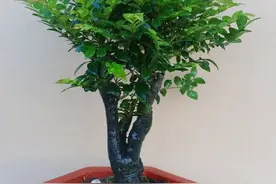 不是吧！不是吧！难道你还不知道送领导要送什么花！上班族快看！图片