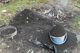 泥炭不是土，百年积存的腐殖质，腐化形成，富含丰富的养分图片