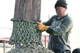 一天能撒50万斤蛤蜊苗 记者跟随红岛渔民探访蛤蜊播种养殖图片