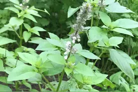 神奇的草药（五）——荆芥图片