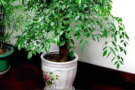 五树开花，不富也发！适合客厅养的“吉祥树”，大气高档，显贵气图片