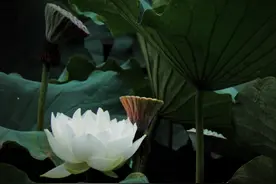 《围炉夜话》：能受平凡，即是圆满图片