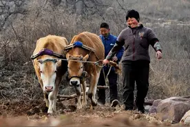 耕地再延包30年引争议！网友：“死人有田生人无地”，公平吗？图片