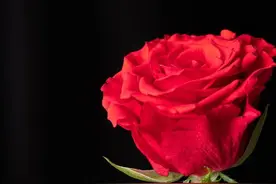 你的情人，是命中注定的图片