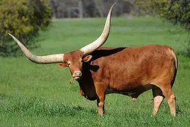 12生肖写成12首诗，妙趣横生，你属于哪一首？图片