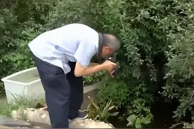 男子在小区池塘拍照，发现2亿年前远古生物，它真的停止了进化？图片