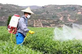 无人机和冷雾机喷农药效果好？真的吗？先了解利与弊再购买也不迟图片