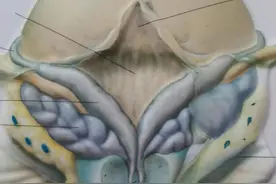 前列腺炎、精囊炎、附睾炎有何联系？图片