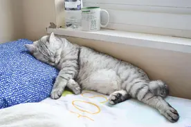 “记住，别让猫咪上床睡觉”图片