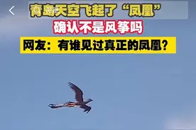 青岛天空出现“凤凰”，“百鸟之王”凤凰真的存在吗？究竟是何物图片