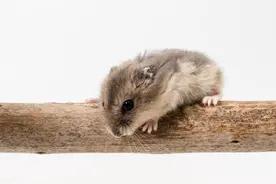 老鼠会不会爬到床上去咬人？原因是什么？图片