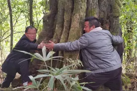 活了1300年！贵州发现“国宝级”古树金弹子，为啥树桩被人追捧？图片