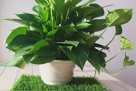 6种“毒药花”，一个比一个毒，家家户户有人养，但很多人不知道图片