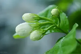 茉莉花怎样栽培和管理？图片