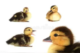 养鸭子的注意事项图片