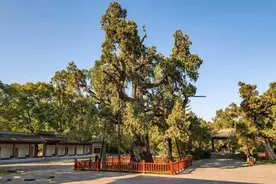 冰霜历尽心不移，况复阳和景渐宜——柏树，霜雪之姿，天造之材图片