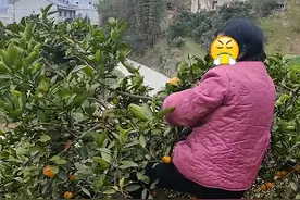 武汉：老太太私自上树帮别人摘橘子，摔伤之后，索赔20万图片
