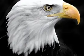 美国的国宝是什么动物图片