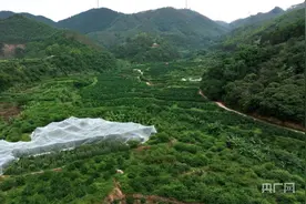 云遇中国·夏日原味｜广西兴业：三华李熟了 带你品尝另类吃法图片